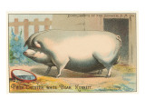 Bloated Pig