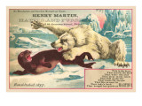 Polar Bear Attacking Seal