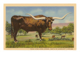 Texas Longhorn Steer