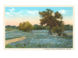 Field of Bluebonnets  Texas