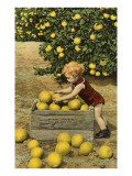 Child with Crate of Grapefruit