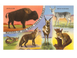 Creatures of the West Texas Ranges