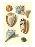 Seashells