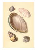 Seashells