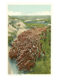 Cattle Drive  Rounding up the Herd