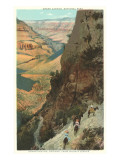 Pack Animals on Trail in Grand Canyon