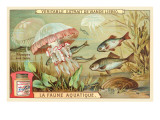 Aquatic Fauna  Jellyfish