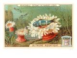 Aquatic Fauna  Sea Anemones