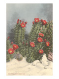Flowering White Sands Cactus
