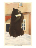 Bear with Bowl  Rainier National Park  Washington