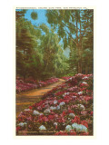 Rhododendrons  Golden Gate Park  San Francisco  California