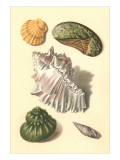 Seashells