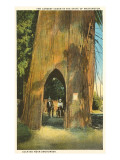 Largest Cedar near Snohomish  Washington