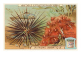 Aquatic Fauna  Sea Urchin