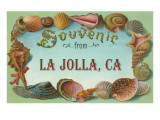Sea Shells  Souvenir from La Jolla  California