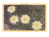 Night-Blooming Cereus