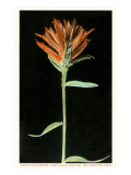Indian Paintbrush  Yellowstone National Park