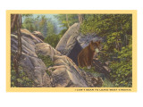 Bear Cub on Rocks  West Virginia