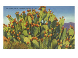Prickly Pear Cactus in Fruit