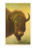 Bison  Yellowstone National Park