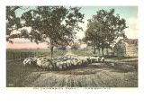 Sheep on University Farm  Madison  Wisconsin