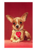 To My Valentine  Chihuahua