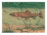 Woodcut of Rainbow Trout