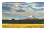 Daffodils near Mt Rainier  Washington