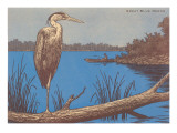 Great Blue Heron Perched on Log