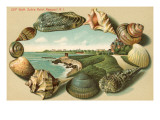 Sea Shells  Cliff Walk  Newport  Rhode Island