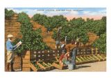 Picking Avocados  San Diego County  California