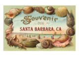 Sea Shells  Souvenir from Santa Barbara  California
