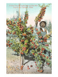 Apple Tree  Spokane  Washington