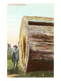 Giant Fir Log  Washington