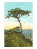 A Torrey Pine  San Diego  California