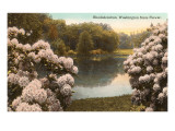 Rhododendron  State Flower of Washington