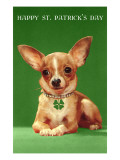 Chihuahua with Shamrock Collar