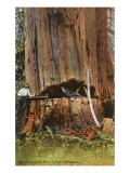 Giant Cedar Tree  Washington