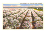 Cherry Orchard  Door County  Wisconsin