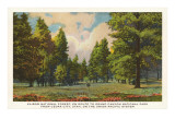 Kaibob National Forest  Cedar City  Utah
