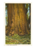 Giant Cedar  Washington