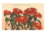 Gorgeous Poinsettias  San Diego  California