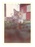 Blurry Picture of Cat in Yard