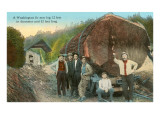 Fir Log  Lumberjacks  Washington