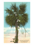 Palm Tree Entwining with Night-Blooming Cereus