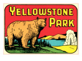 Bear in Yellowstone Park