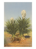 Spanish Daggers  Yuccas