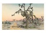 Joshua Tree