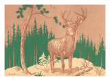 Deer in Forest
