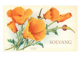 California Poppies  Solvang